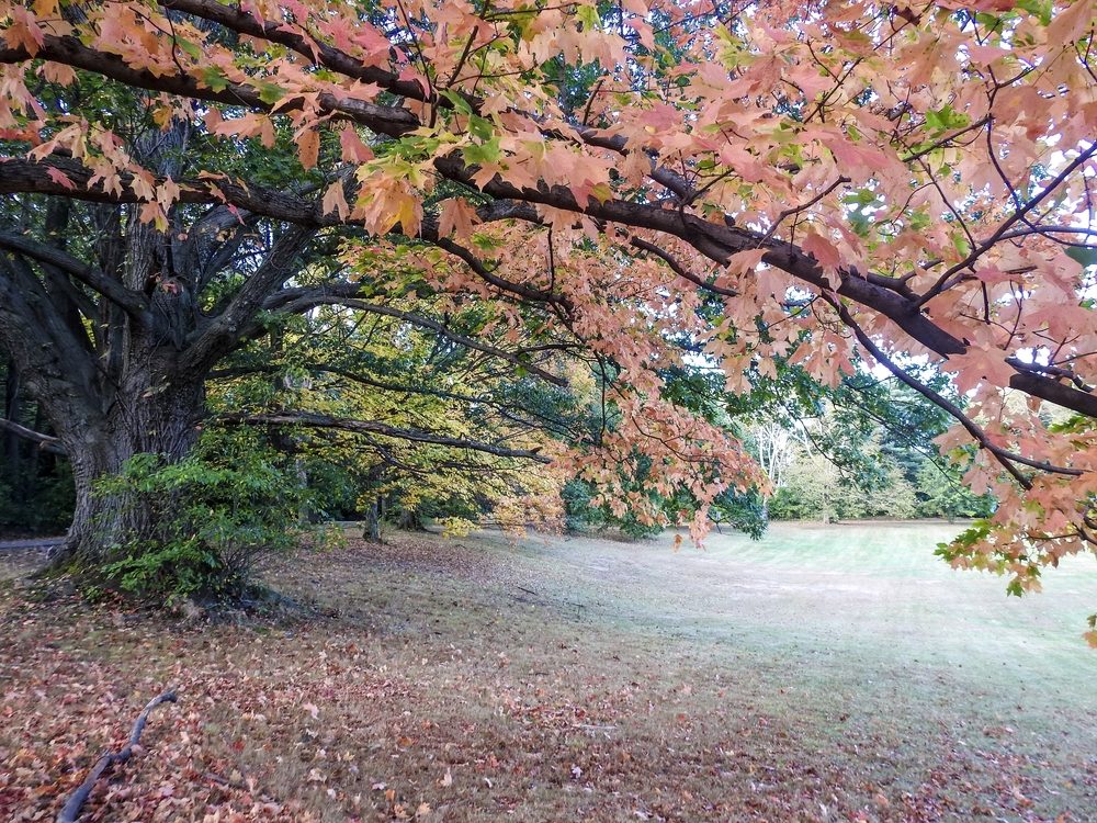 Scenery of a Colorful Tree Branch - October 12, 2017. Colorful Tree Branch taken while walking in a Montclair, New Jersey park on October 12, 2017.