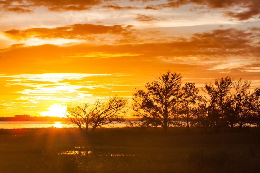 Trees silhouetted against the sun along a tidal river at sapelo island, Georgia