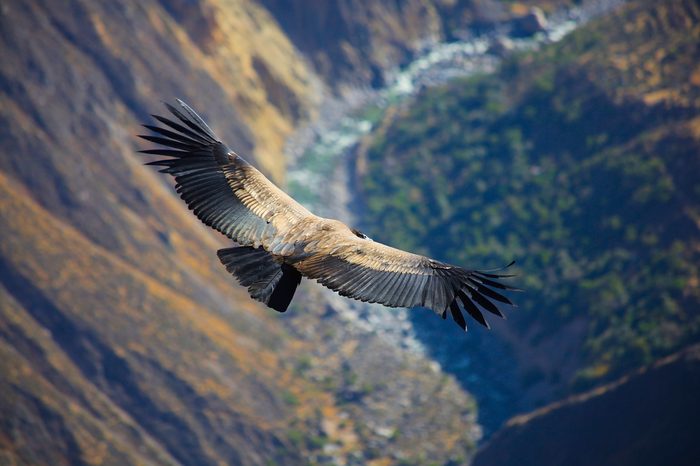 Andean Condor