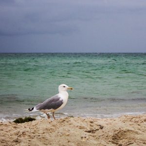 Seagull standing on sandy beach, facing right. Background of calm, green ocean meeting overcast sky.