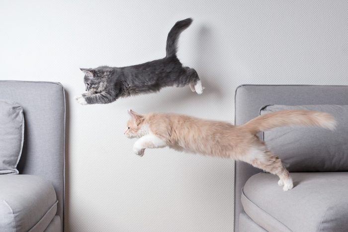 cats jumping