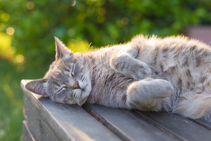 cat sleeping in the sun