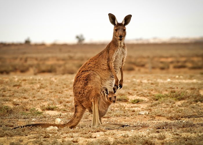 Kangaroo Carrying Joey On Field