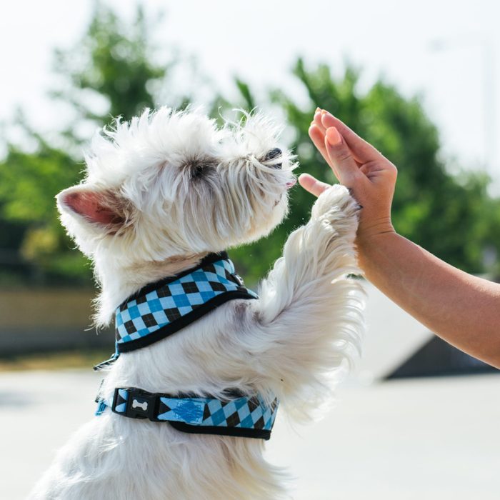 13 Best Dog Harnesses for Every Kind of Dog