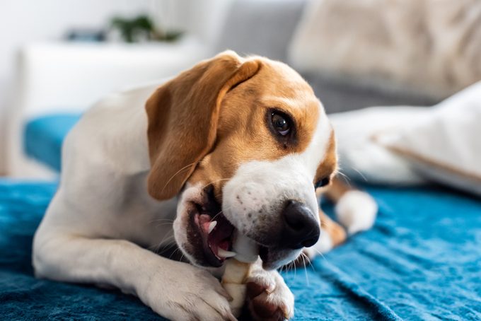 Why Do Dogs Bring Their Food Somewhere Else to Eat It?