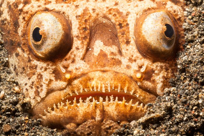 Whitemargin Stargazer buried in Black Sand of Lembeh Strait, Indonesia