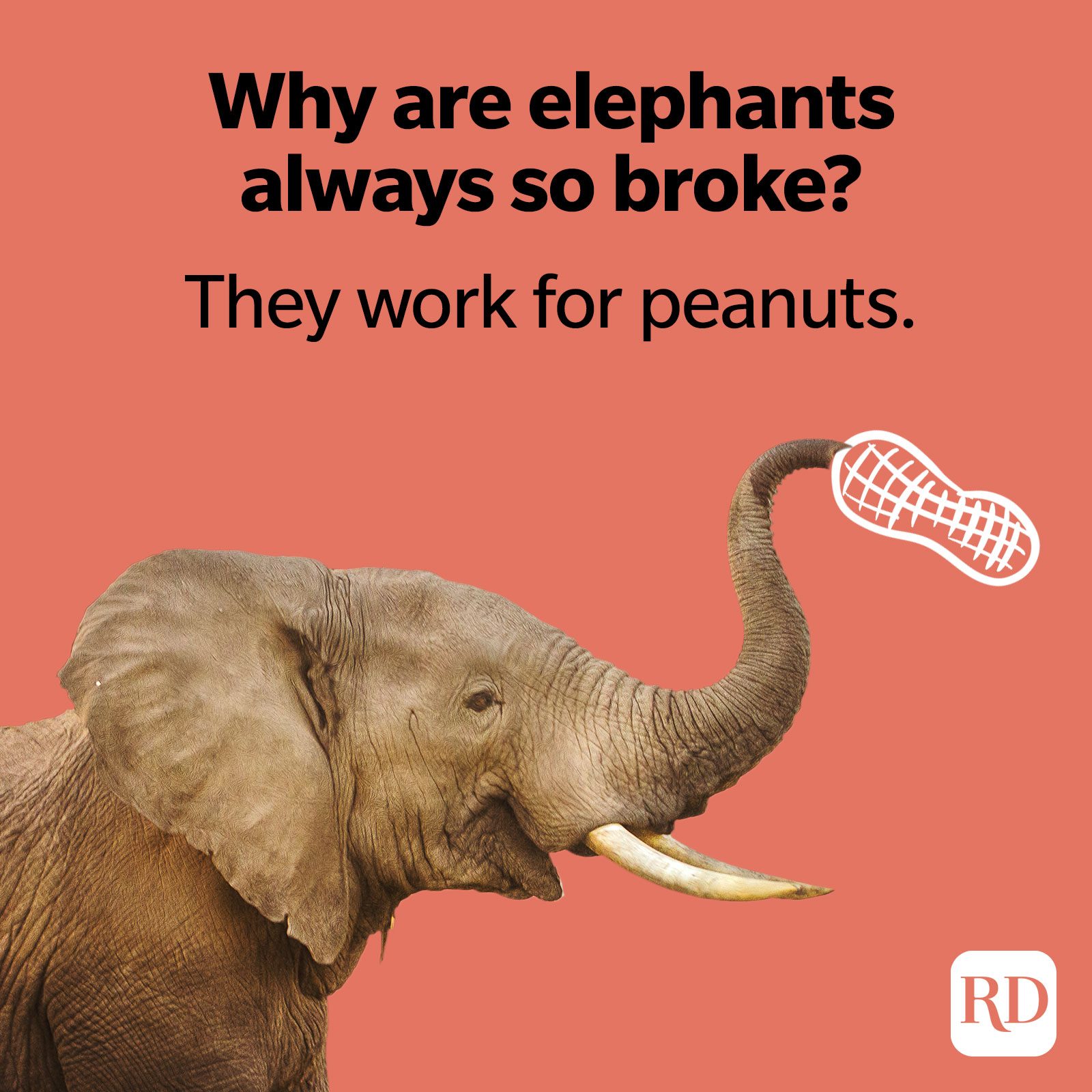 Why are elephants always so broke? They work for peanuts.