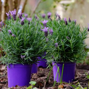 Lavender plants grow in purple pots on soil; blurred greenery and branches in the background provide a garden setting.