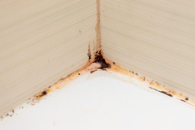 Here’s What It Means if You See Pink Gunk in Your Shower