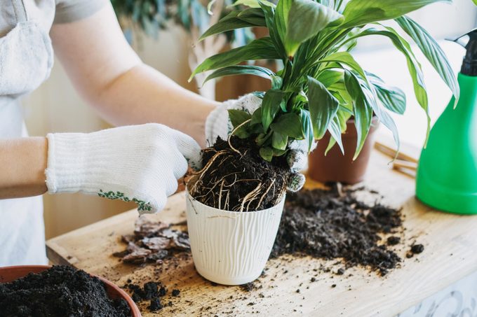 How and When to Repot a Plant