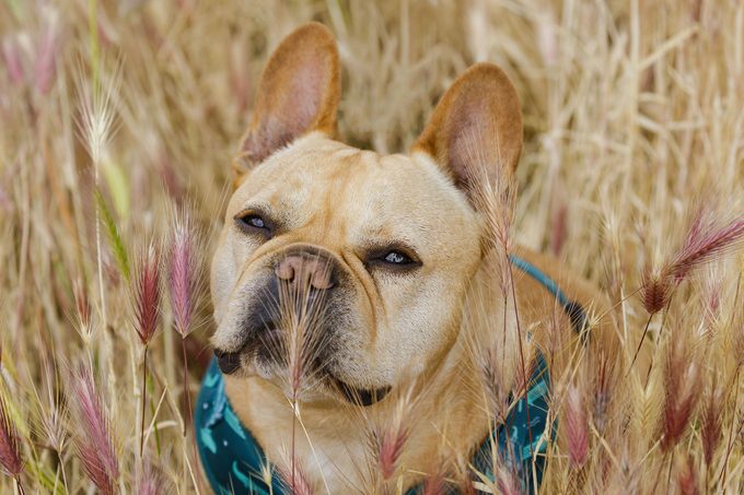 Dog Owners Need to Be Extra Careful Outside This Summer—Here’s Why