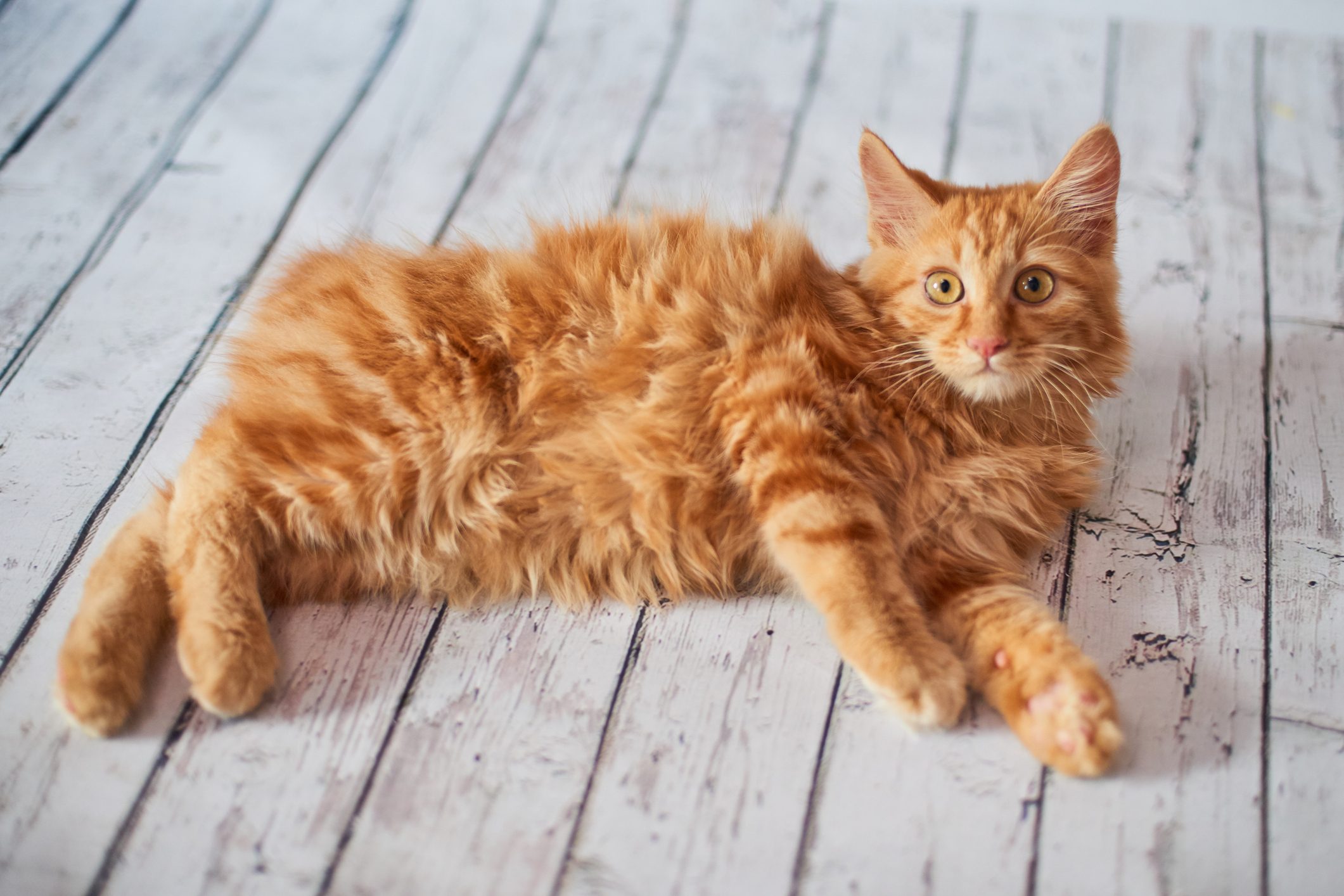 American bobtail cat