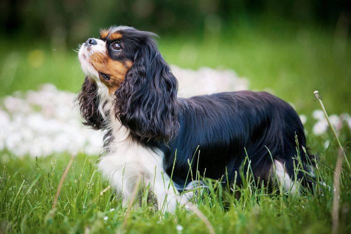 Cavalier King Charles spaniel