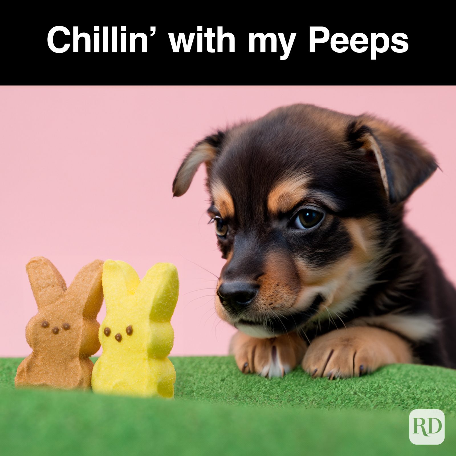 45 Hilarious Easter Memes That Will Make Any Bunny Laugh True Love Graphic