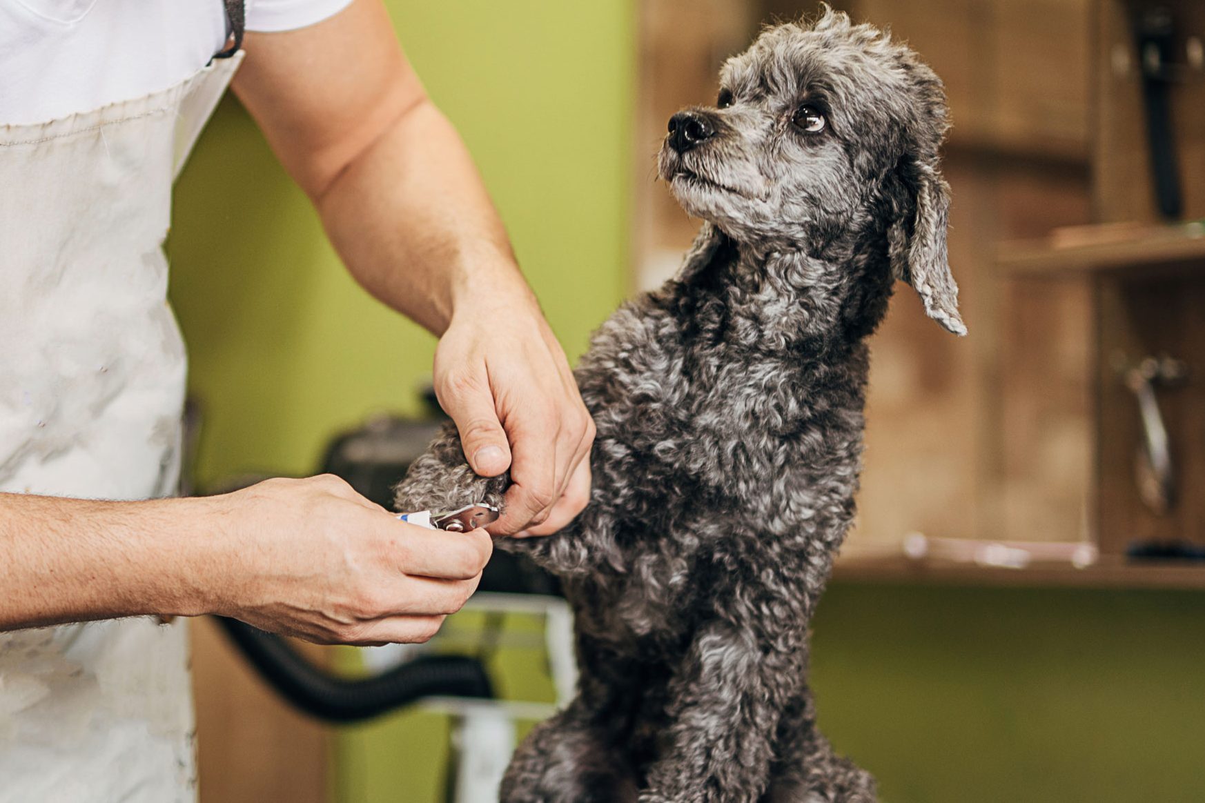 One young man, pet groomer, cutting nails on a poodle