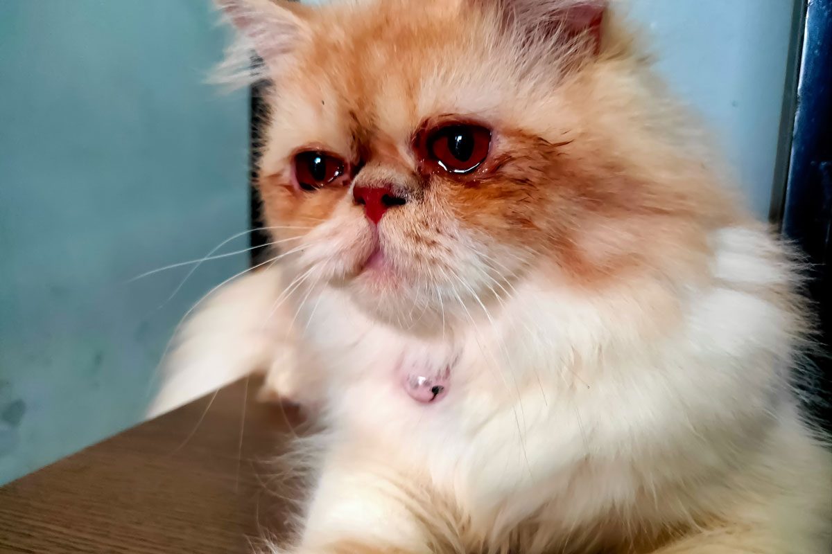 Persian Cat Crying