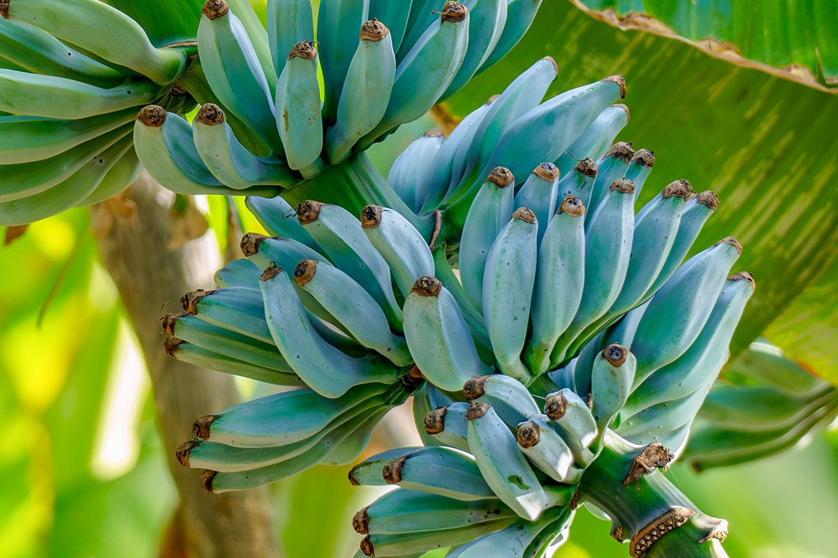 fresh blue java bananas on tree